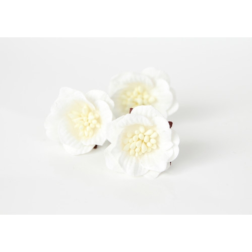 Цветы Сенполии. Цвет Белый