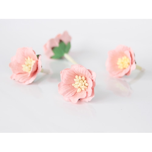 Цветы Сенполии. Цвет Светлый розово-персиковый