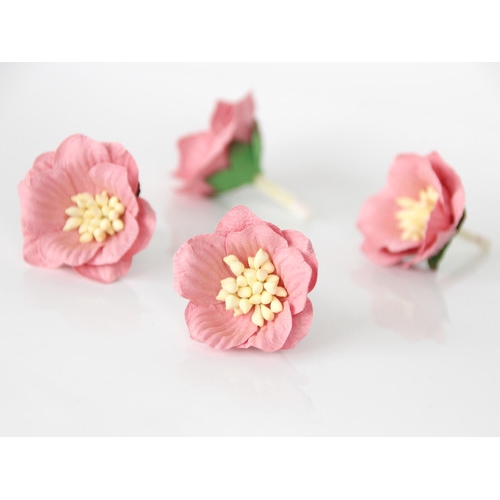Цветы Сенполии. Цвет Розово-персиковый