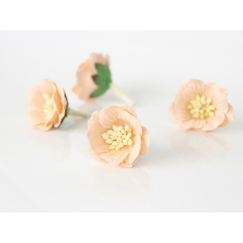 Цветы Сенполии. Цвет нежно-персиковый