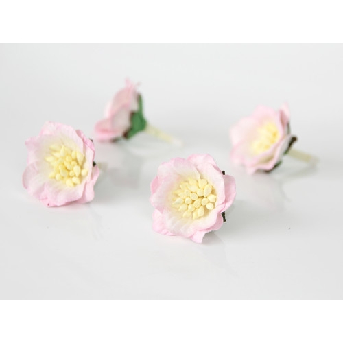 Цветы Сенполии. Цвет Белый+Нежно-розовый